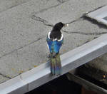 Magpie on the roof by Finnyanne