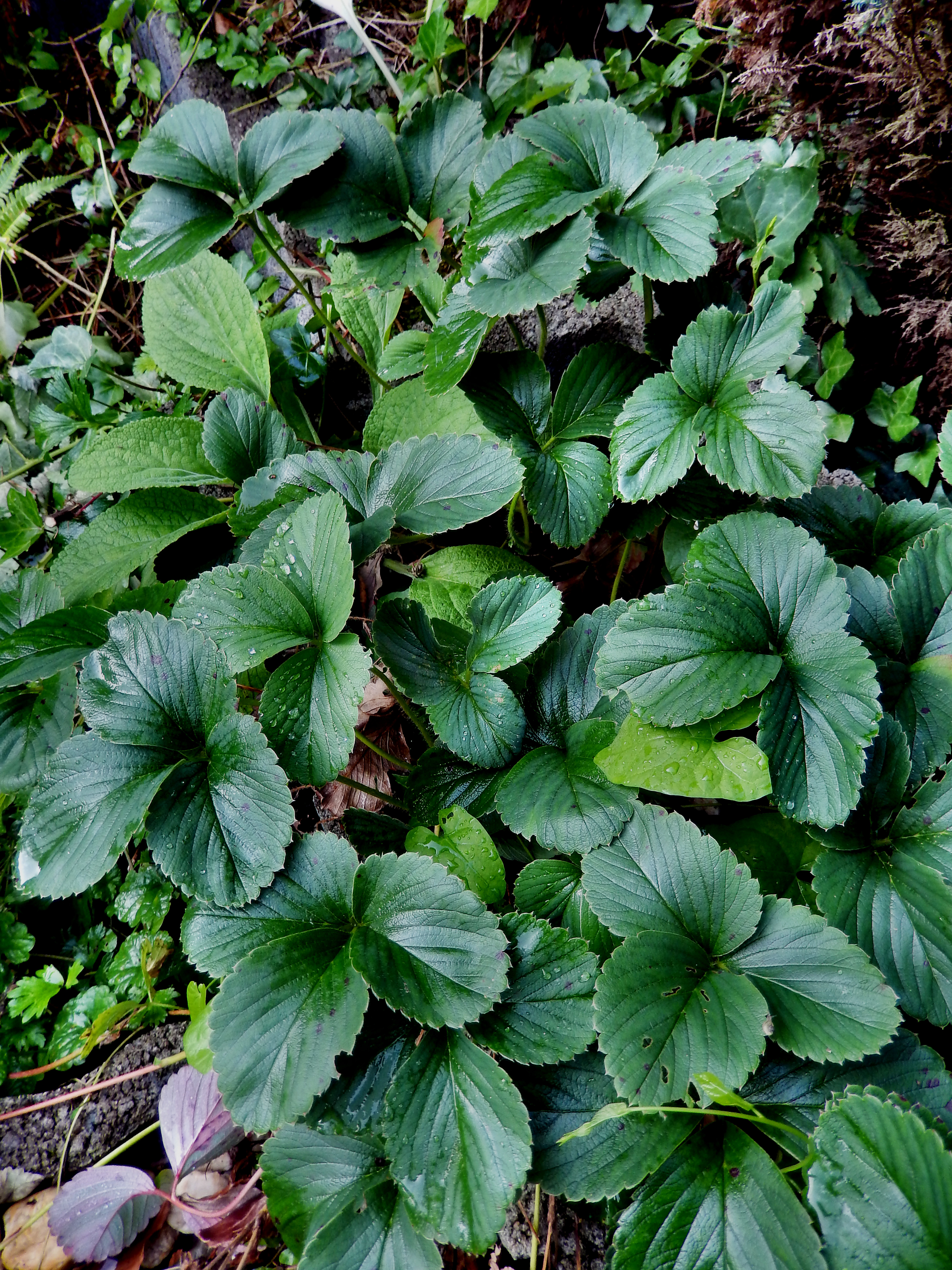 Stock Strawberry leaves