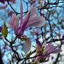 Violet Magnolias