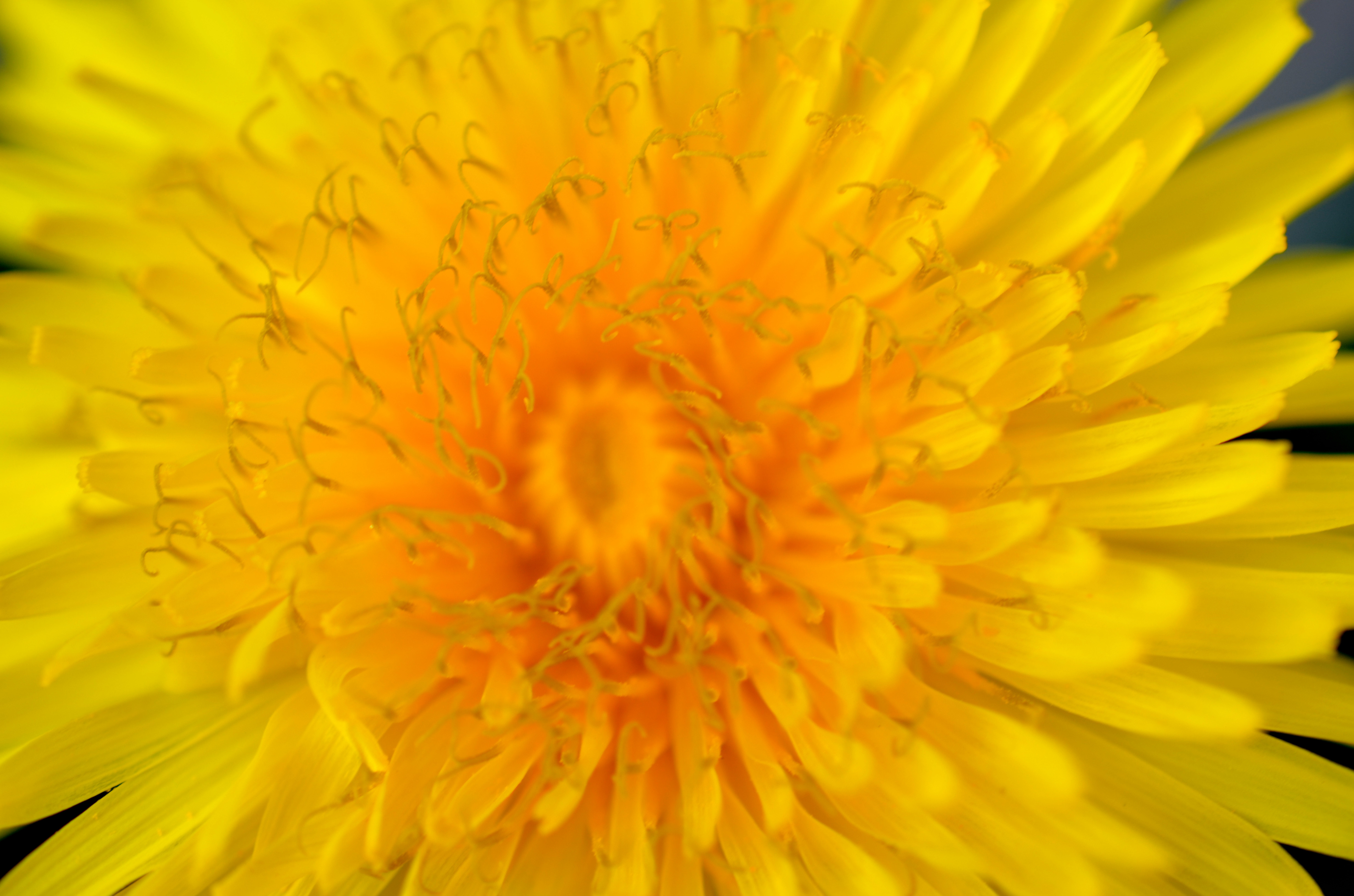 Yellow explosion