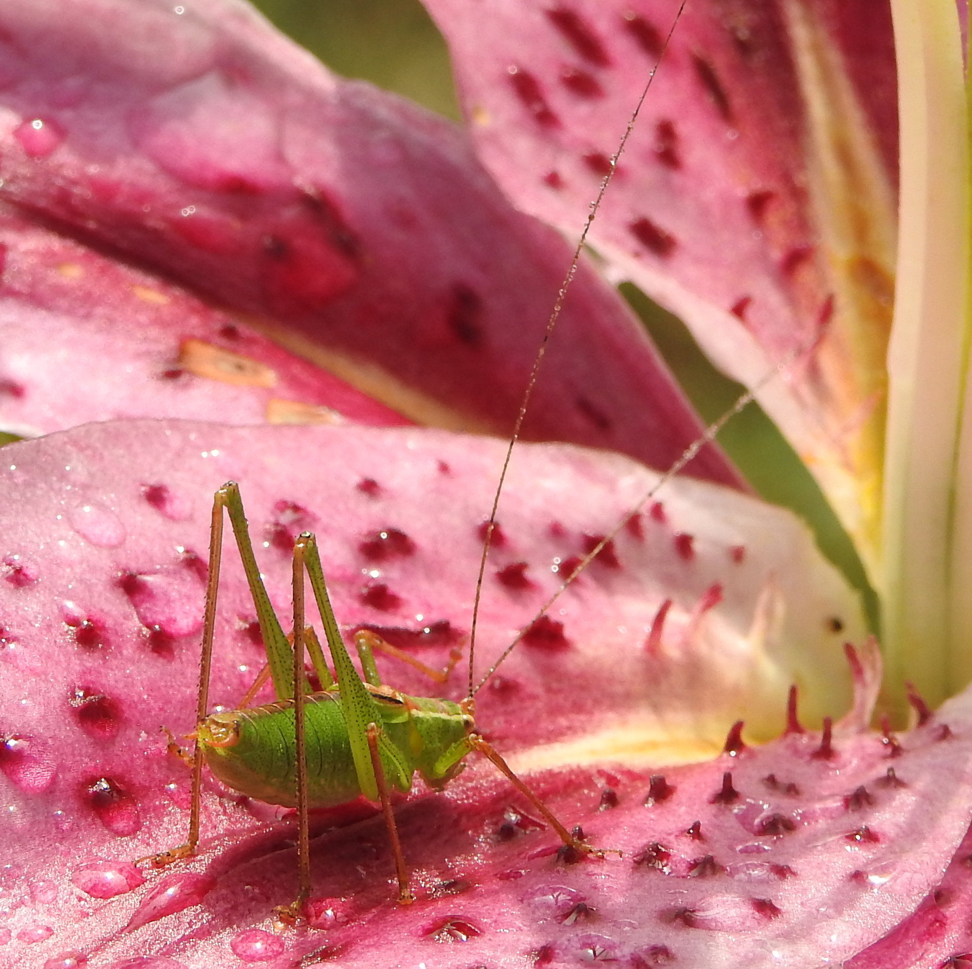 Thirsty Grasshopper