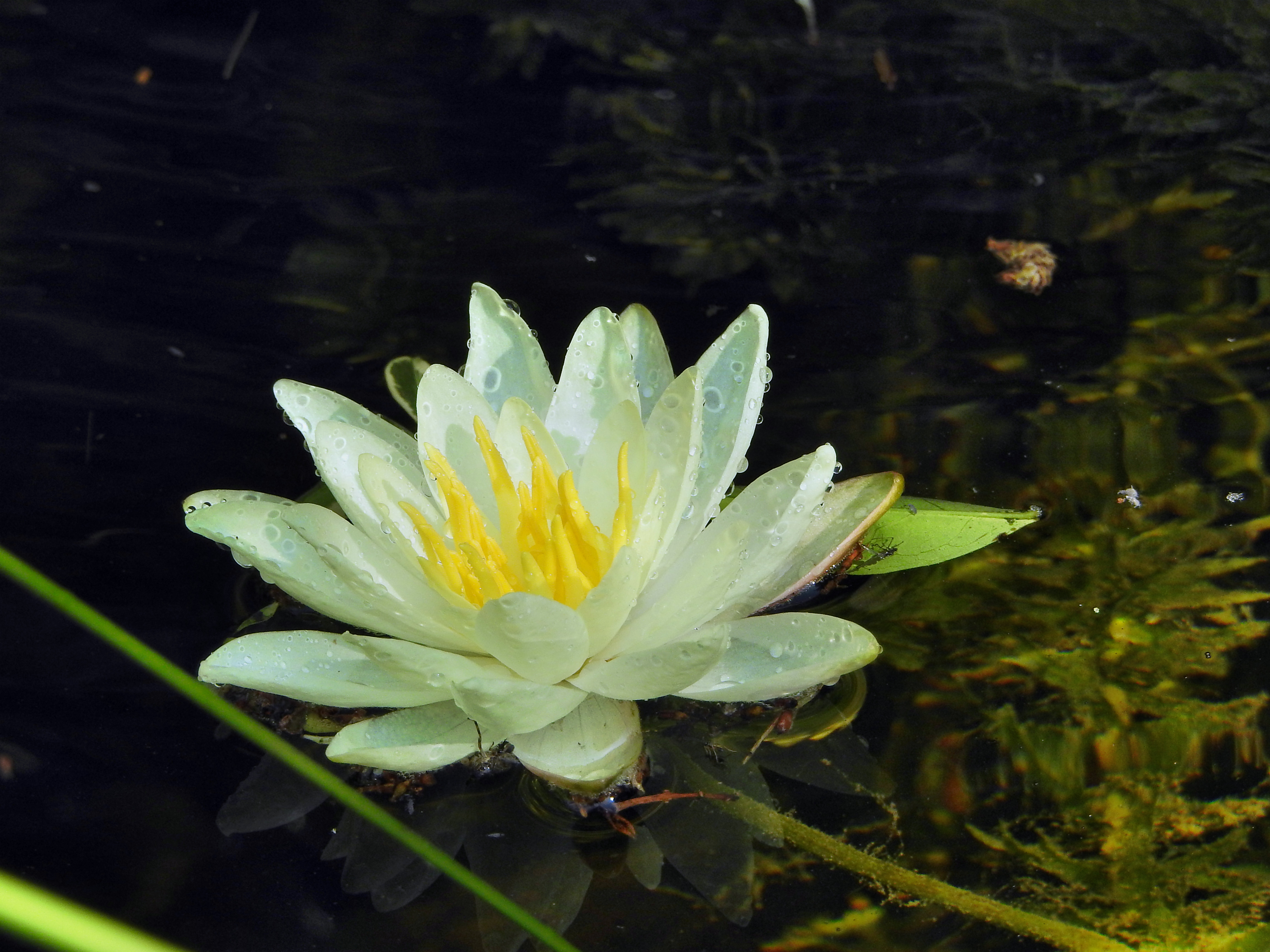 Beauty on the water