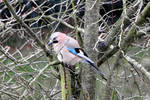 Blue Jay in the rain by Finnyanne