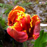 Parrot Tulip