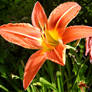 Orange Lily