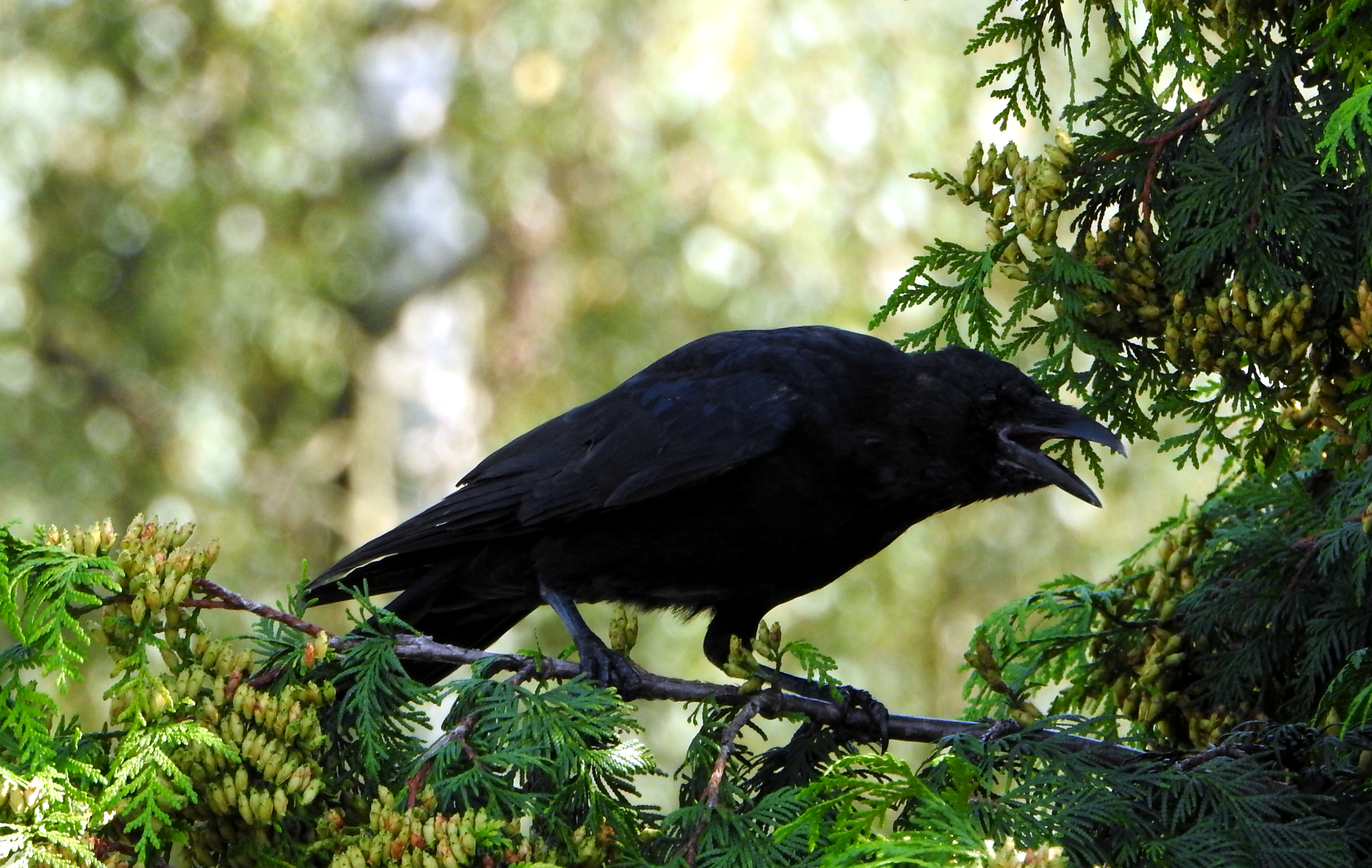 The singing raven
