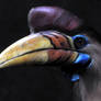 Hornbill