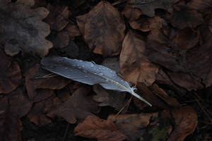 Feather in the woods