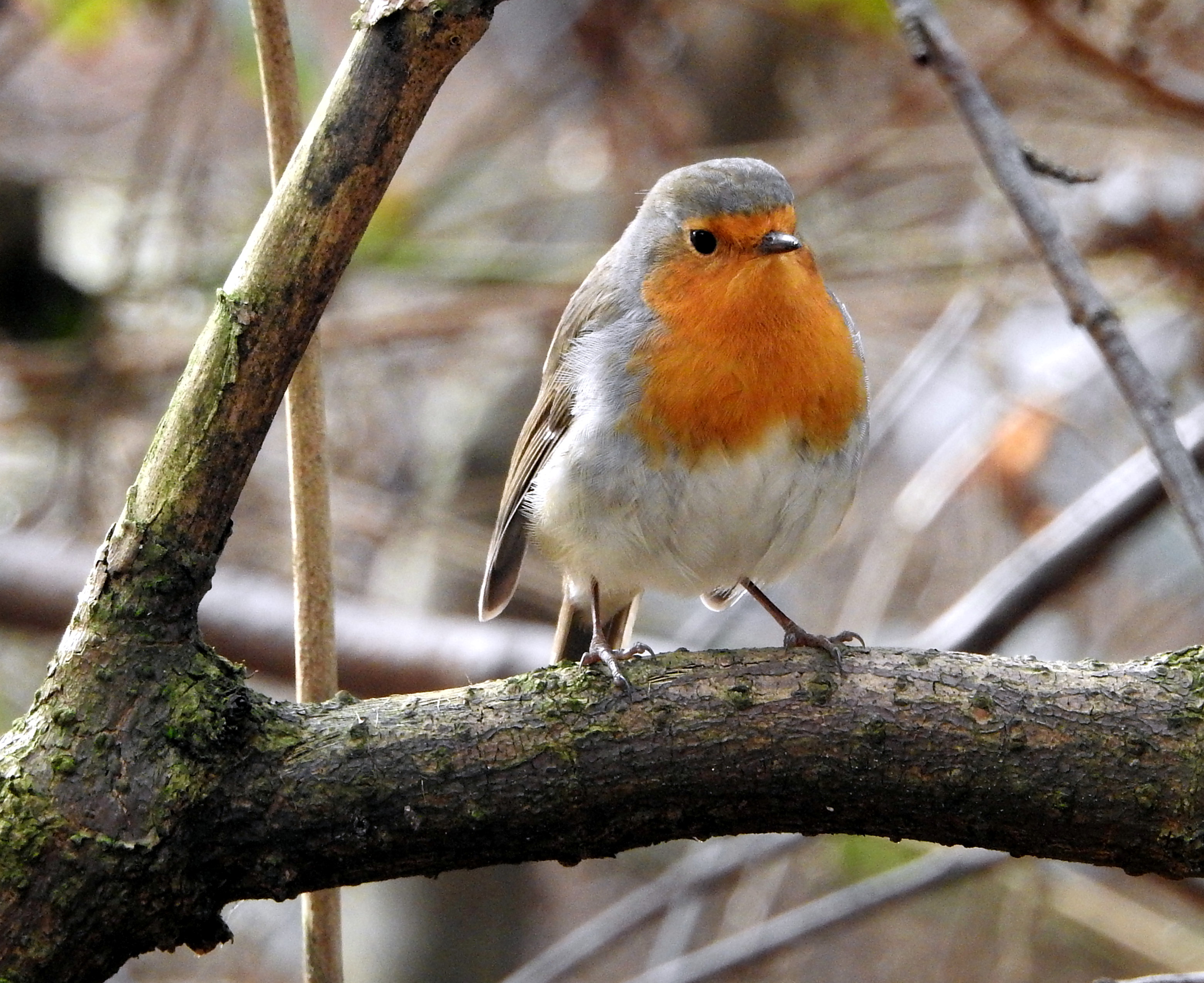 Robin in the woods