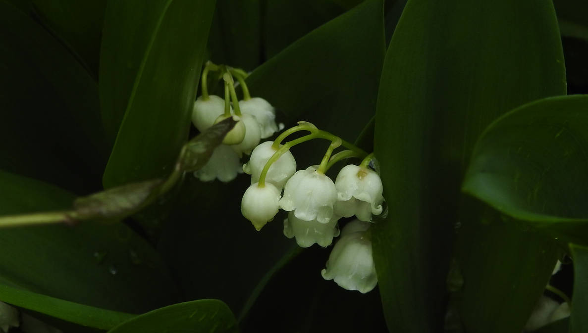 Spring Bells by Finnyanne on DeviantArt