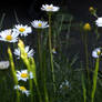 Daisy Bokeh