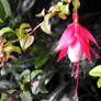 Fuchsia Beauty