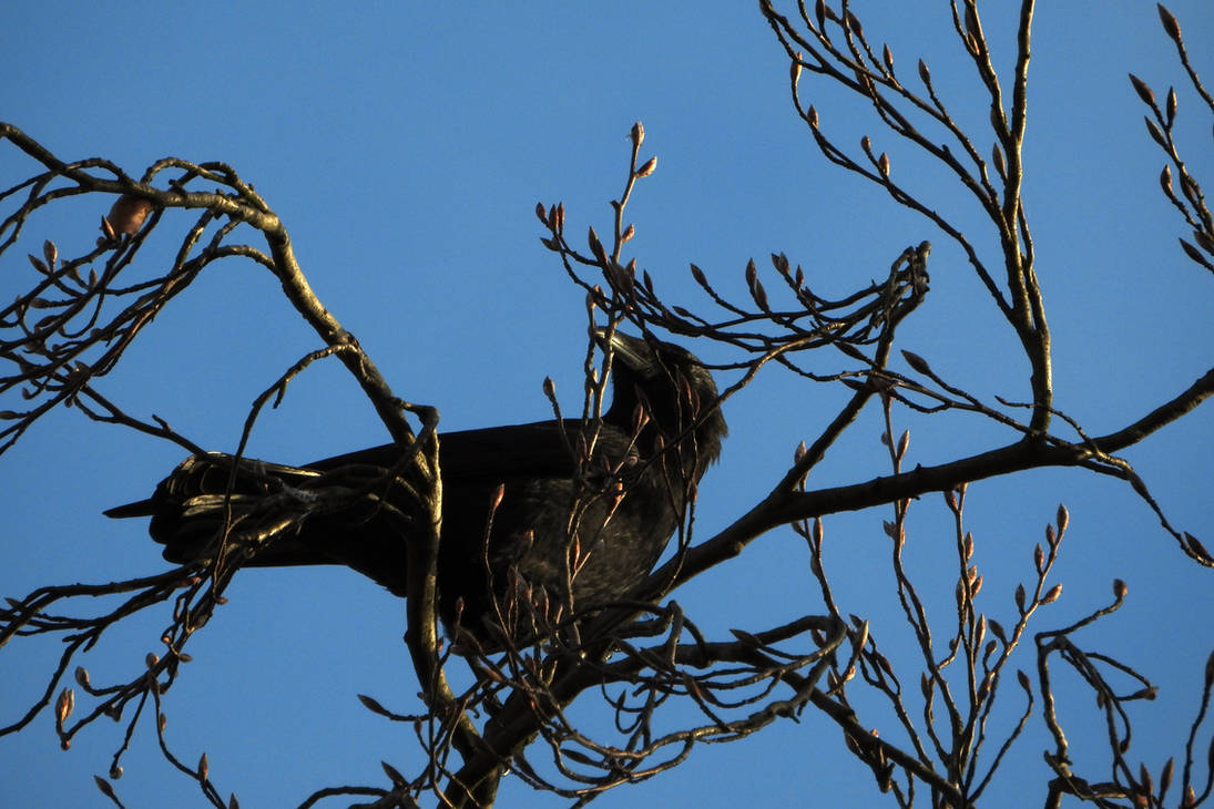 Within the branches by Finnyanne