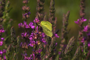 Violet and Yellow