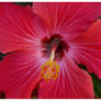 Hibiscus 2