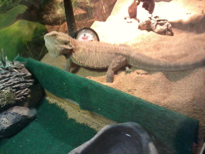 Bearded dragon puffed up