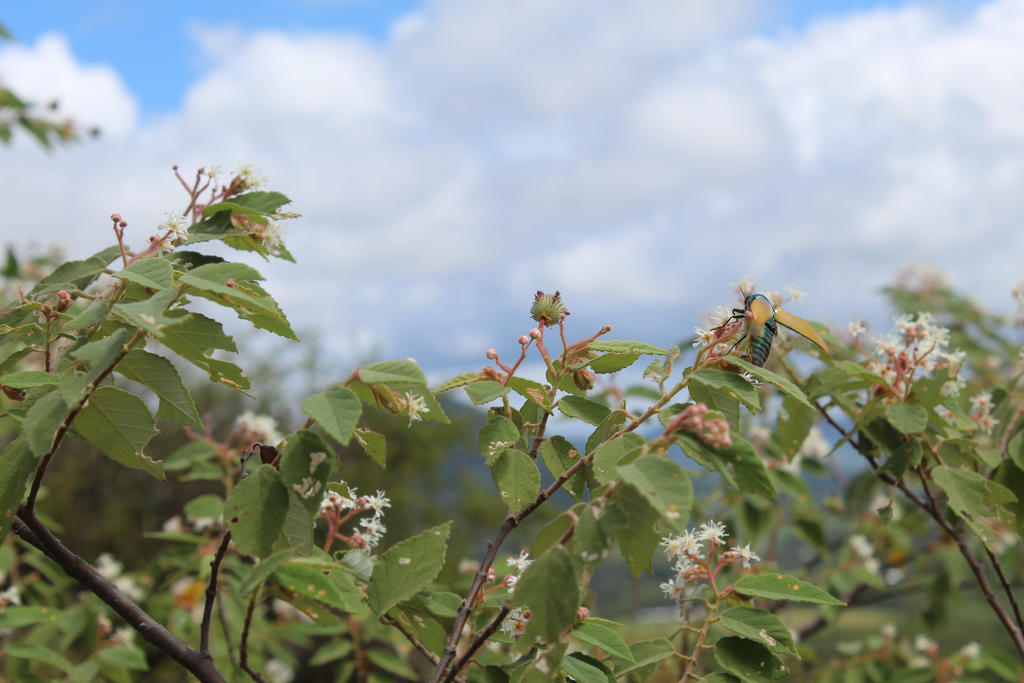 Bug Flight by SuddenDeathlyHymour on DeviantArt