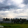 Rice Fields