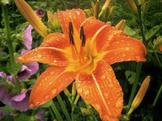 Orange lilly