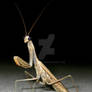 Praying Mantis