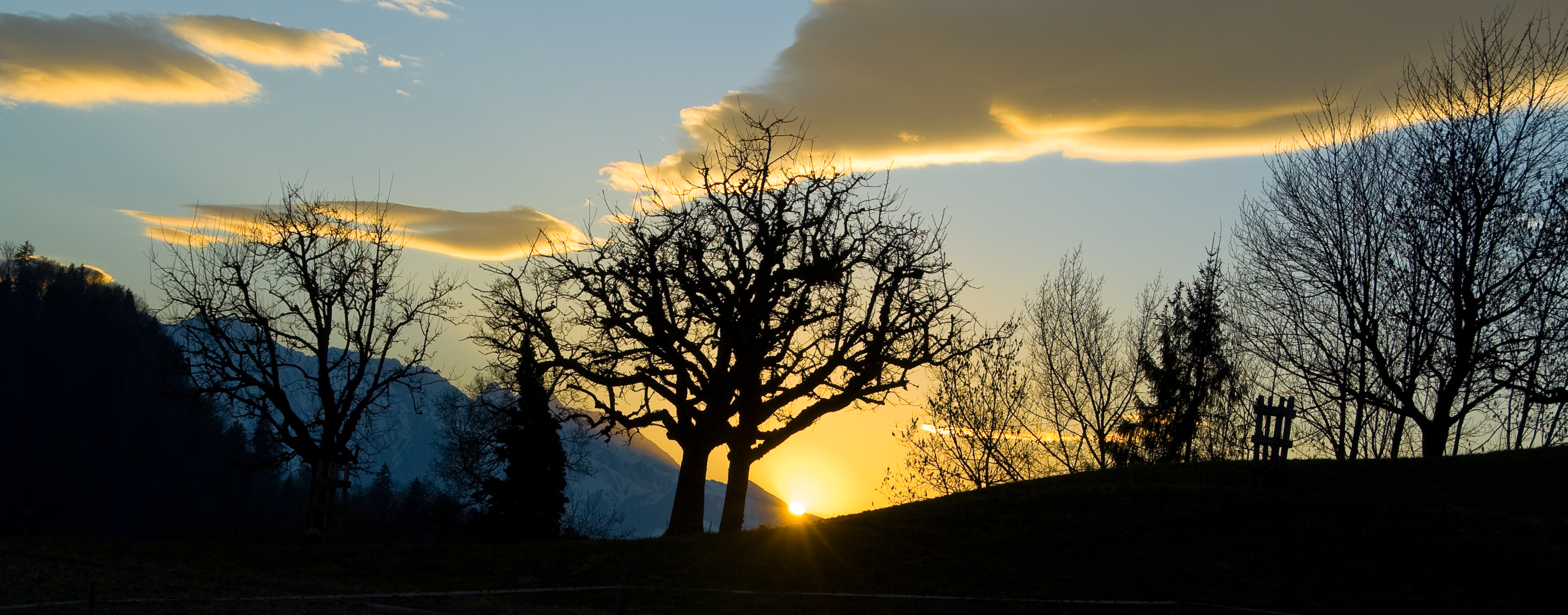 Tree in the sunset 1