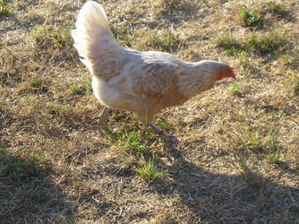 chicken1