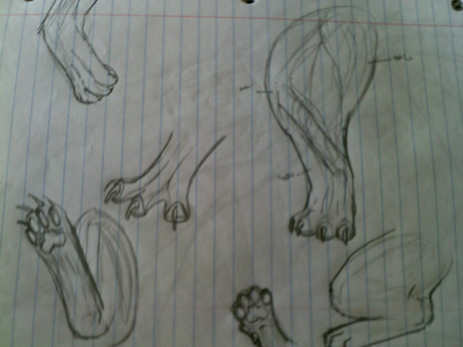 cat/dog paw practice 1