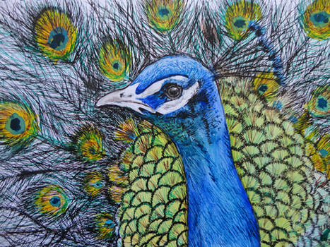 Ink Peacock Doodle