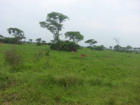 Queen Elizabeth National Park 2