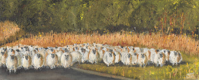 Sheep on the road