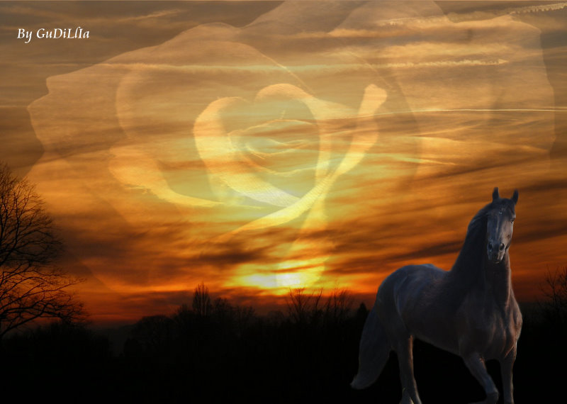 friesian mare with rose