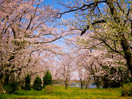 Sakura 2012 IV