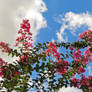 Crape myrtle VIII