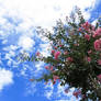 Crape myrtle X