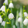 Spring lights in the garden