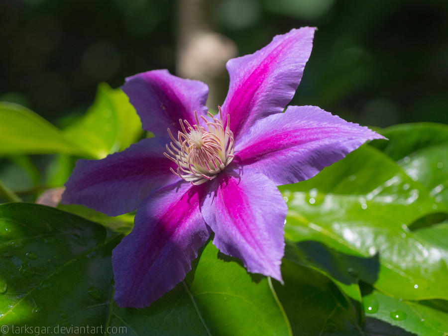 Bloom after the storm