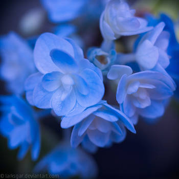 Hydrangea in August