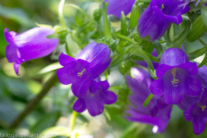 Purple Bells