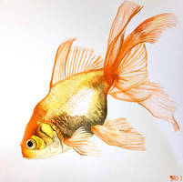 Goldfish Fancy Fins Watercolor