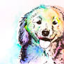 colorful dog #2