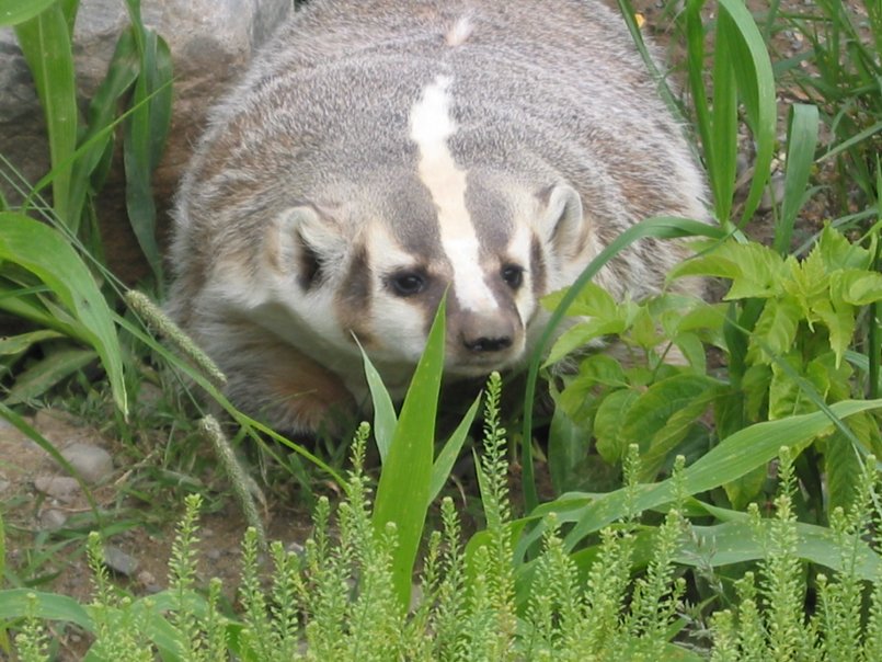 The Badger