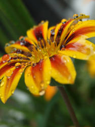 Flower and Drops