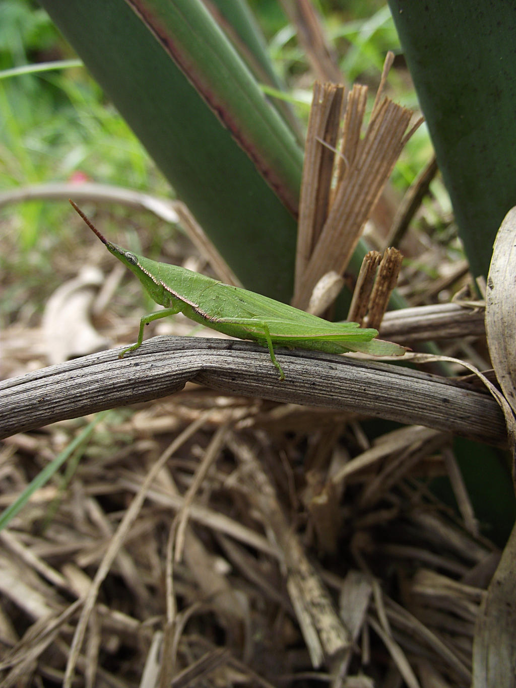 Grass-hopper?