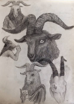 Goats in the coffeeshop sketch