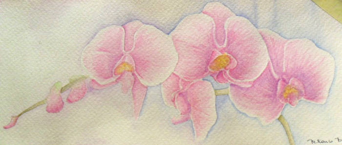 Orchids