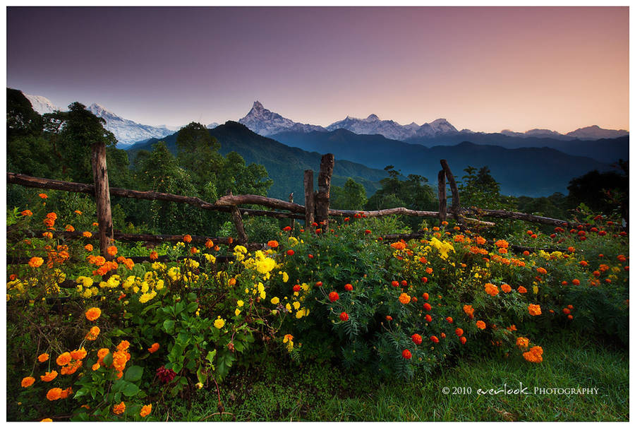 A Marigold Dawn by Dee-T