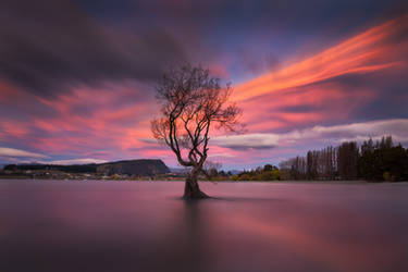 Wicked Wanaka by Dee-T