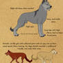 Koenigshund: Overview + Standard