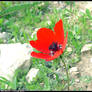 Red Flower