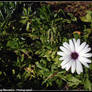 white flower